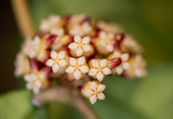 Macro Close up of Tiny Dainty Flowers of hHoya Callistophylla