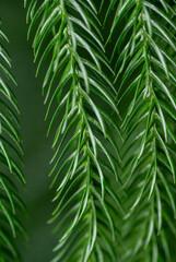 Close up of Norfolk Island Pine Needle Like Leaves