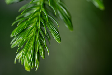 Close up of Norfolk Island Pine Needle Like Leaves