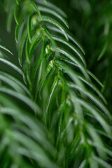 Close up of Norfolk Island Pine Needle Like Leaves