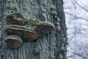 Phellinus igniarius (syn. Phellinus trivialis), commonly known as the willow bracket, fire sponge,...