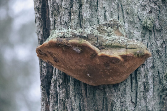 Phellinus igniarius (syn. Phellinus trivialis), commonly known as the willow bracket, fire sponge, false tinder polypore, punk ash polypore