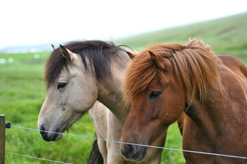 Obraz premium Icelandic horses
