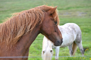 Icelandic horses