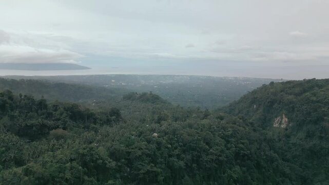 Forest Drone Tilt Up