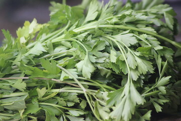 Coriander Leaves Close Up