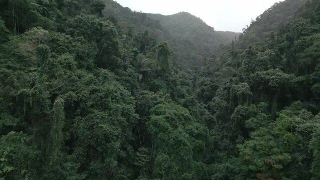 Rainforest Philippines Drone Jib up 