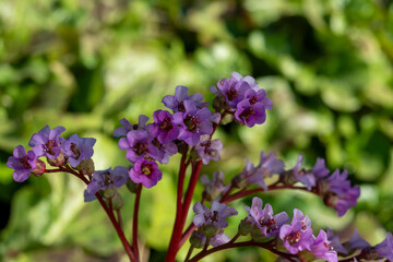 flowers in the garden