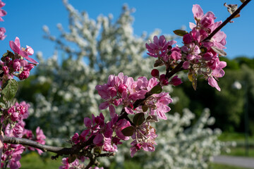 Fototapeta premium pink tree