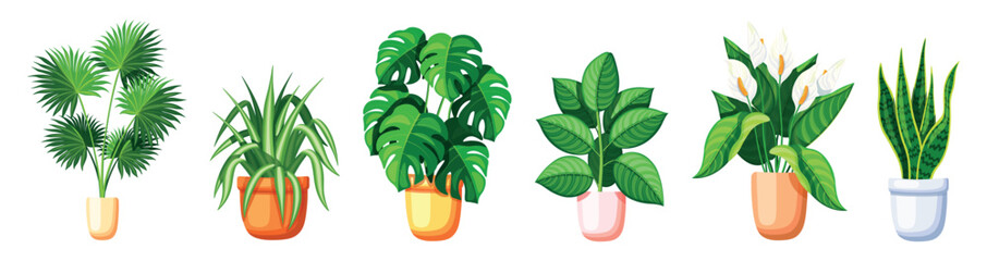 Set of house plants, flowerpots in a cartoon style. Vector illustration of different plants in pots: livistona vase,chlorophytum,monstera,ficus,white callas, sansevieria isolated on white background.