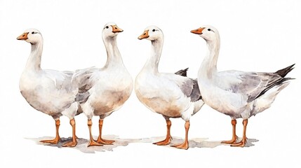 Obraz premium A Watercolor Painting of Four White Geese