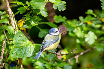 Obraz premium Blue Tit (Cyanistes caeruleus), Common in Woodlands and Parks, St. Stephen's Green, Dublin, Ireland
