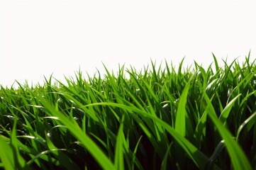 Fototapeta premium Lush Green Grass Under Bright Sky