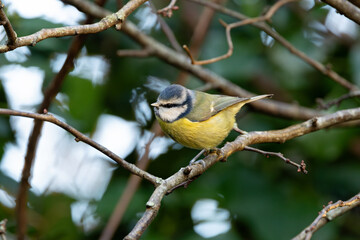 Blue Tit (Cyanistes caeruleus), Common in Woodlands and Parks, St. Stephen's Green, Dublin, Ireland