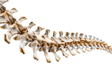 Spine Diagram Highlighting Bone Spurs Isolated on Transparent Background PNG.