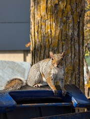 Urban Squirrel Resting on Trash Bin in Autumn Light