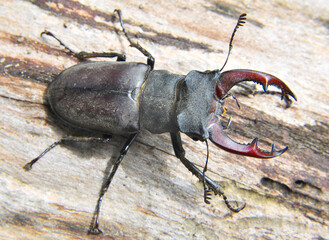 A stag beetle (Lucanus cervus) in the wild