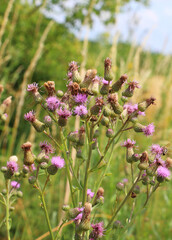 Thistle field (Cirsium arvense) grows and blooms among herbs