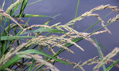 The aquatic plant Phalaris arundinacea grows along the riverbank
