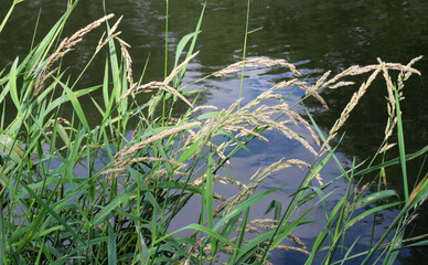 The aquatic plant Phalaris arundinacea grows along the riverbank