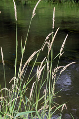 The aquatic plant Phalaris arundinacea grows along the riverbank