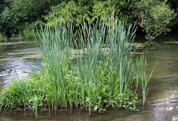 Narrow-leaved cattail (Typha angustifolia) grows on the shore of the reservoir