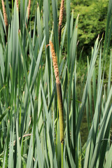 Obraz premium Narrow-leaved cattail (Typha angustifolia) grows on the shore of the reservoir