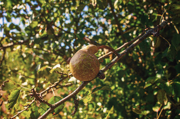 Lonely curved green pear with spots on branch without leaves. Blurred background. Pests of pear trees.