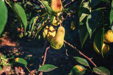 Pears are yellowish with red sides, with smoothly curved neck and long tail, hanging on tree.