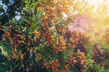 Sun rays through brown-yellow bright seed cones of evergreen thuja. Winter screensaver, wallpaper.