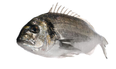 Gilt-head bream or silver seabream (Sparus aurata) isolated on white