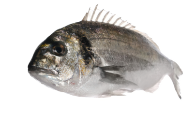 Gilt-head bream or silver seabream (Sparus aurata) isolated on white