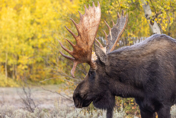 Bull Moose During the rut in Grand Teton National Park Wyoming in Autumn