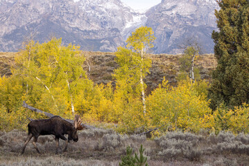 Bull Moose During the rut in Grand Teton National Park Wyoming in Autumn