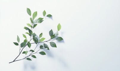 Obraz premium A leafy branch is on a white background