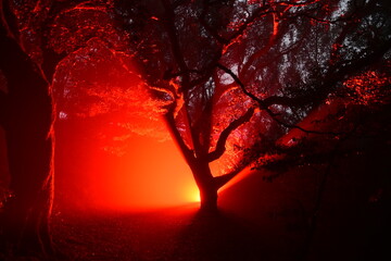 light in the night