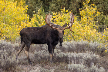 Bull Moose During the rut in Grand Teton National Park Wyoming in Autumn