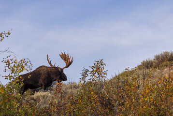 Bull Moose During the rut in Grand Teton National Park Wyoming in Autumn