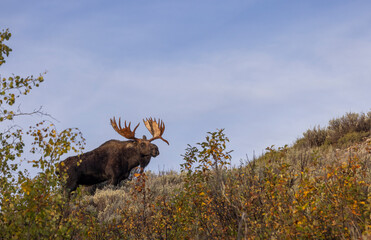 Bull Moose During the rut in Grand Teton National Park Wyoming in Autumn