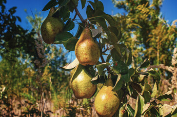 Branches with yellow pears illuminated by sunlight on tree. Blue sky background. Rural composition.