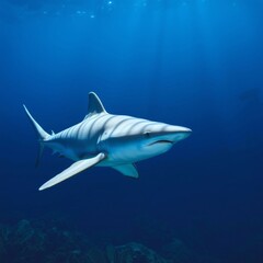 Obraz premium Majestic Shark Gliding Through Crystal Clear Waters in Ocean Depths