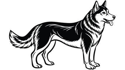 Husky, dog, husky figure, various poses