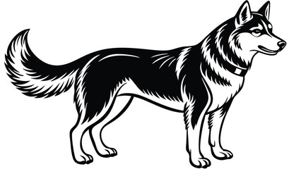 Husky, dog, husky figure, various poses