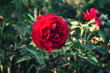 Macro red rose. Bright blooming rose petals close-up over green grass. Nature, gardening, design.
