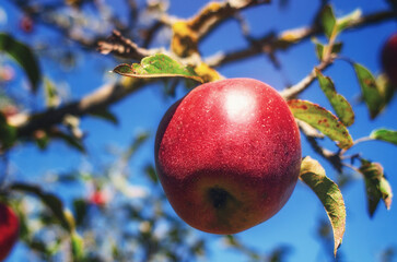 Macro photo of red apple hanging on tree against blue sky background. Apple orchard in autumn. Fruit picking.