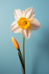 Fototapeta premium Daffodil flower on a pastel simple colored solid background,