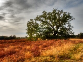 Heath landscape in autumn, plants have already faded and the grass has mostly dried up, but the trees and bushes have green leaves. An atmosphere that already shows melancholy at the end of the year