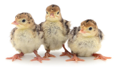 Chicken turkeys isolated