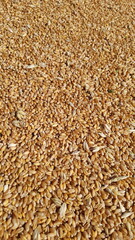 grain of wheat