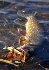 pike on the hook